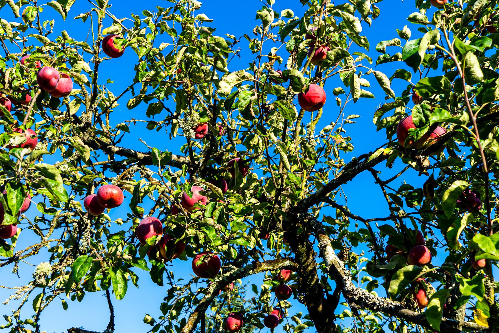 Amplia variedad de productos agrícolas en Pontevedra